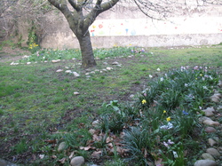 Le jardin de l'école au printemps V 16-03-18