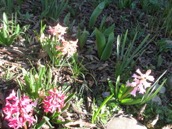 Le jardin de l'école au printemps V 16-03-18