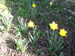 Le jardin de l'école au printemps V 16-03-18
