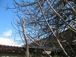 Le jardin de l'école au printemps V 16-03-18