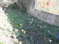 Le jardin de l'école au printemps V 16-03-18