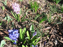 Le jardin de l'école au printemps V 16-03-18