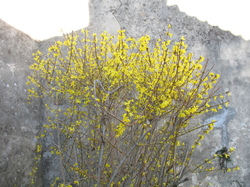 Le jardin de l'école au printemps V 16-03-18