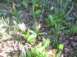 Le jardin de l'école au printemps V 16-03-18