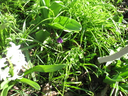 Le jardin de l'école au printemps V 16-03-18