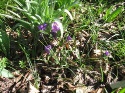 Le jardin de l'école au printemps V 16-03-18