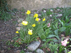 Le jardin de l'école au printemps V 16-03-18