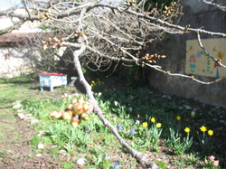 Le jardin de l'école au printemps V 16-03-18