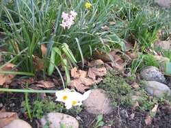 Le jardin de l'école au printemps V 16-03-18