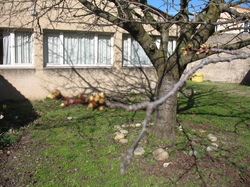 Le jardin de l'école au printemps V 16-03-18