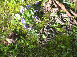 Le jardin de l'école au printemps V 16-03-18