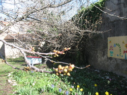 Le jardin de l'école au printemps V 16-03-18