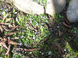 Le jardin de l'école au printemps V 16-03-18