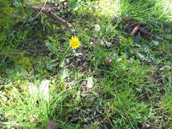 Le jardin de l'école au printemps V 16-03-18