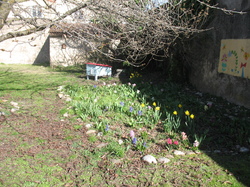 Le jardin de l'école au printemps V 16-03-18